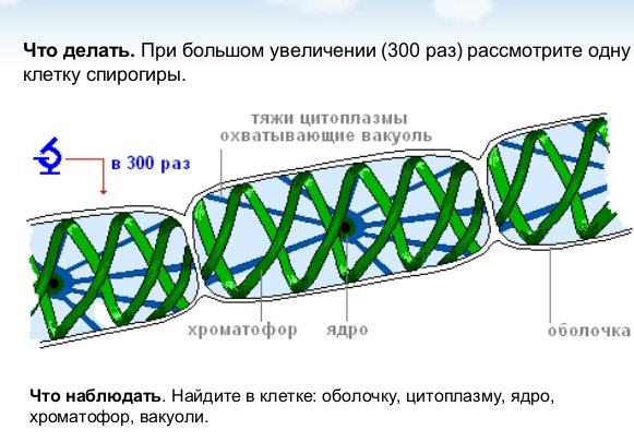 Строение спирогиры