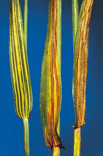 Полосатая пятнистость ячменя &ndash; Drechslera graminea (Helminthosporium gramineum) фото