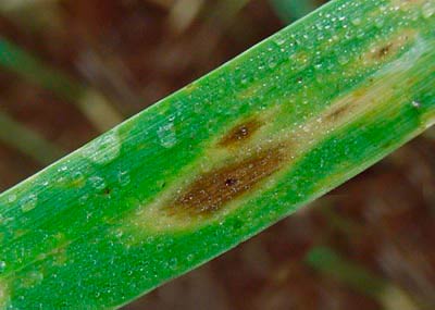 Септориоз ячменя &ndash; Septoria hordei (Phaeosphaeria nodorum) фото