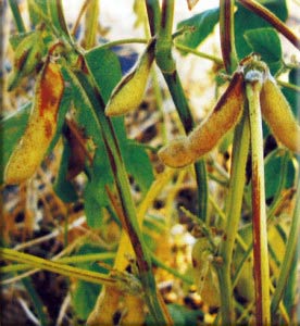 Бактериальный ожог сои - Pseudomonas syringae