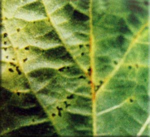 Бактериальный ожог сои - Pseudomonas syringae