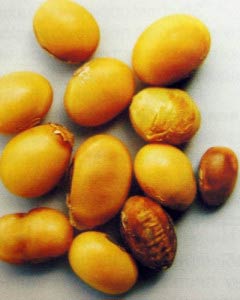 Бактериальный ожог сои - Pseudomonas syringae