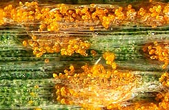 Лимонно-желтые уредии фото. Желтая ржавчина ячменя &ndash; Puccinia striiformis фото