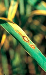 Ринхоспориоз ячменя &ndash; Rhynchosporium graminicola (secalis) фото