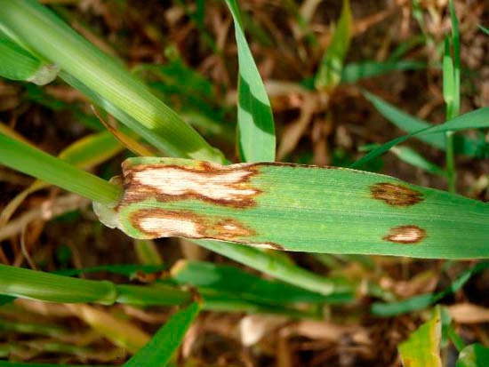 Ринхоспориоз ячменя &ndash; Rhynchosporium graminicola (secalis) фото
