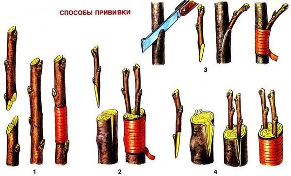 Сад: Способы прививки вишни