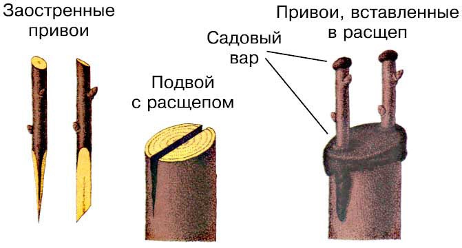 Сад: Прививка вишни в расщеп