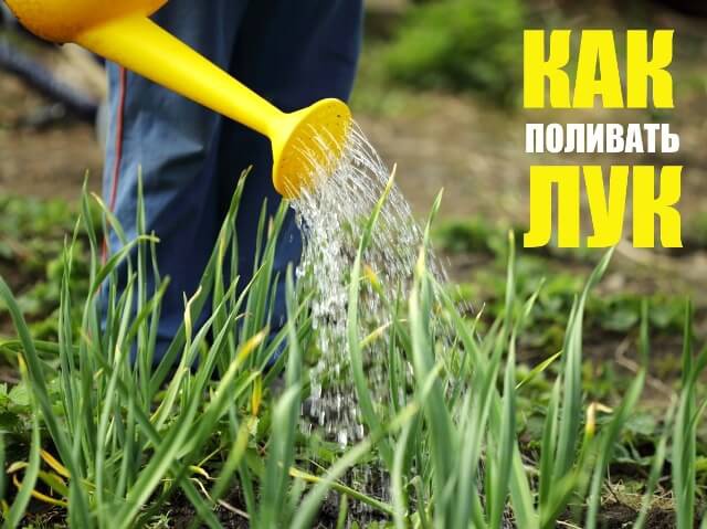 Огород: зеленый лук