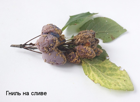 Сад: гниль