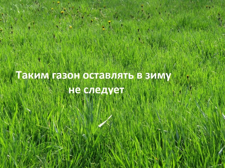 Ландшафтный дизайн: Способы стрижки газона у себя на даче