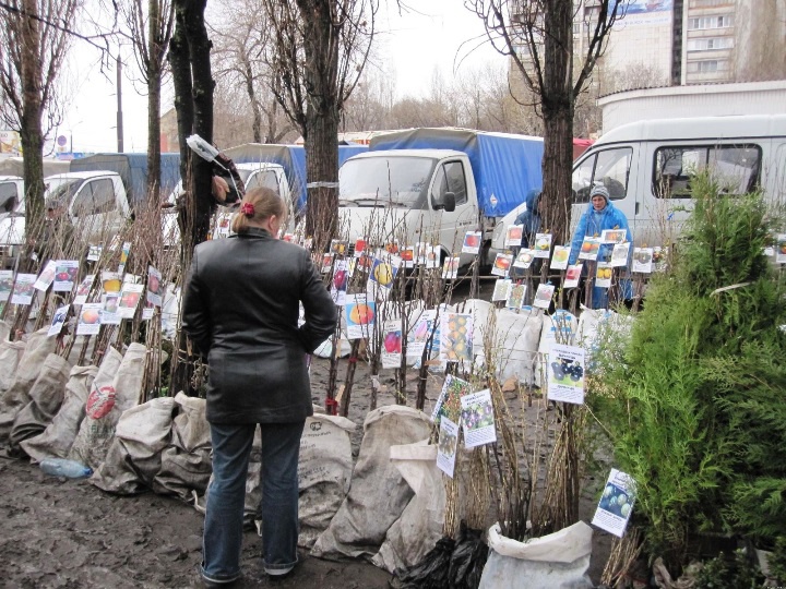 Сад: Продажа саженцев