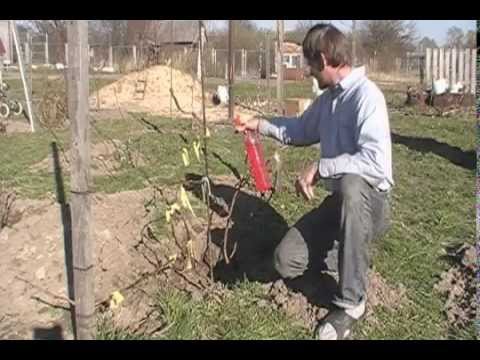 Сад: опрыскивание