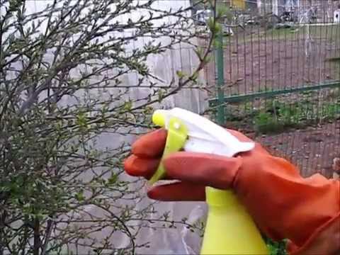 Сад: опрыскивание вишни