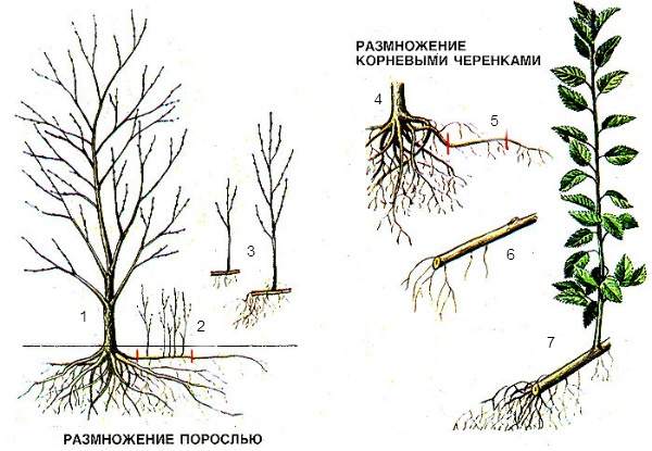 Сад: Размножение вишни