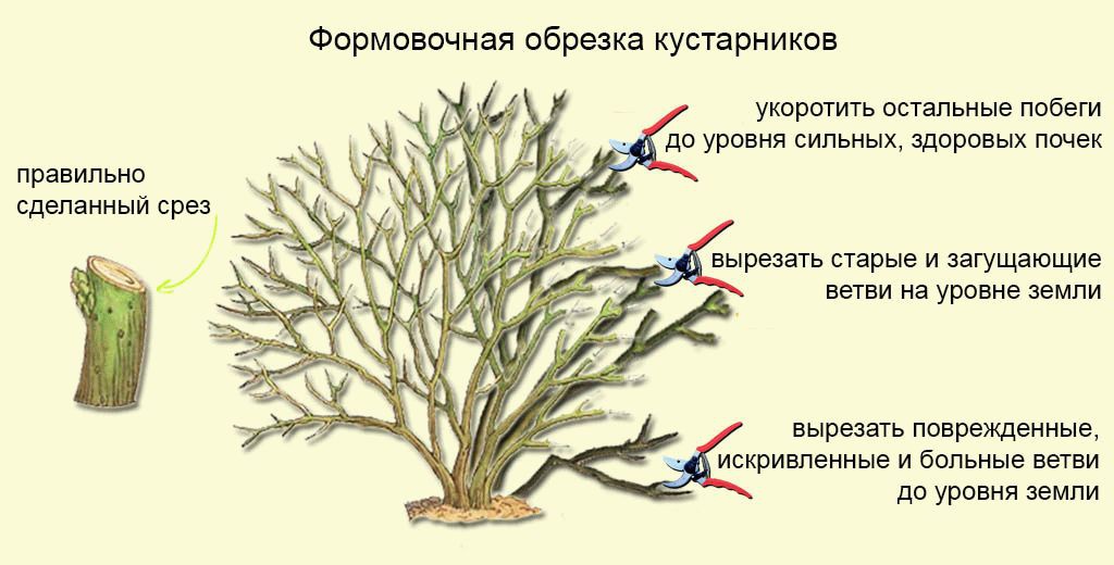 Сад: Естественная формировка кроны форзиции
