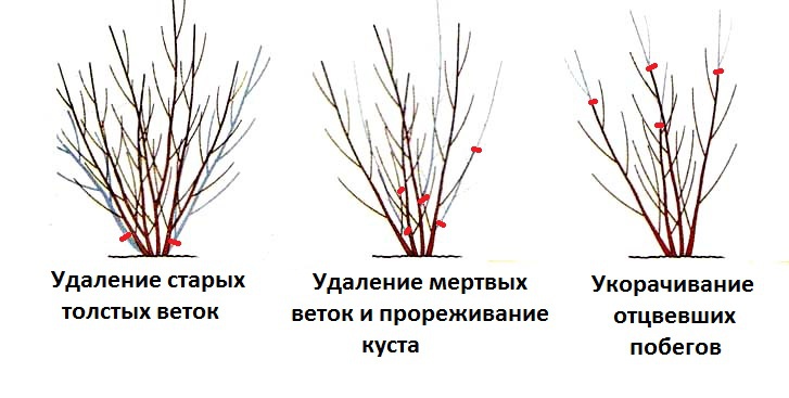 Декоративные растения: Правильная обрезка форзиции