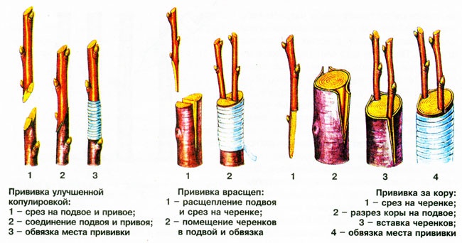 Сад: Способы прививки вишни