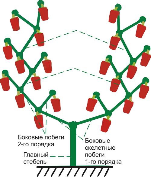 Огород: формирование перца