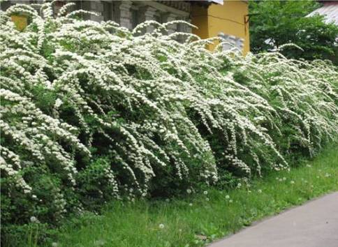 Спирея