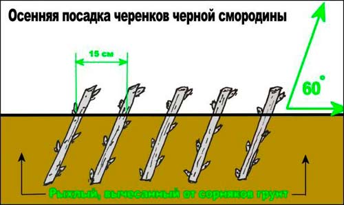 Черная смородина: посадка и уход в открытом грунте, сорта и их выращивание, обрезка и формирование смородины