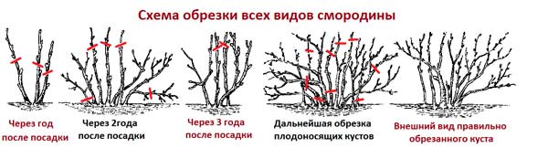 Черная смородина: посадка и уход в открытом грунте, сорта и их выращивание, обрезка и формирование смородины