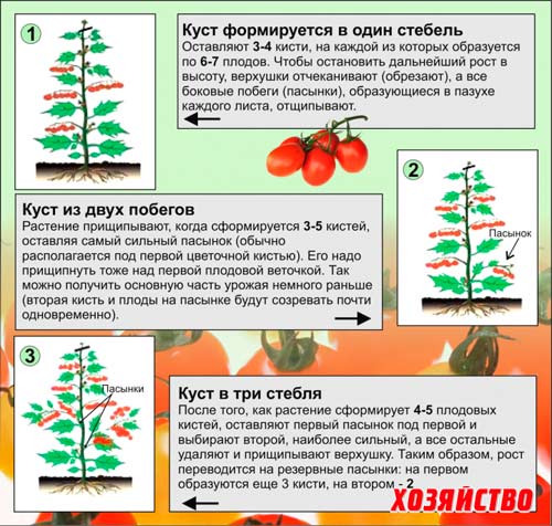 Обрезка томатов в теплице из поликарбоната