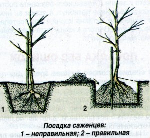Как правильно посадить яблоню