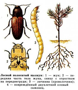 Многоядные вредители