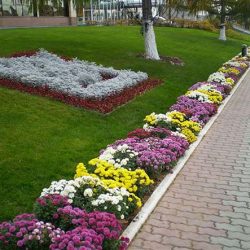 Рабатки на садовом участке