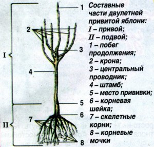 Строение саженца яблони