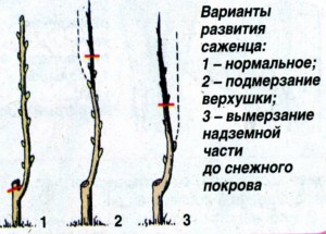 Как правильно вырастить молодые саженцы яблони