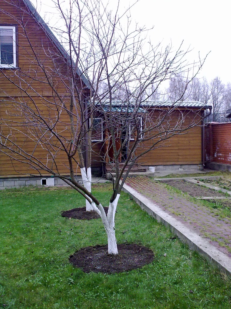 20042010315