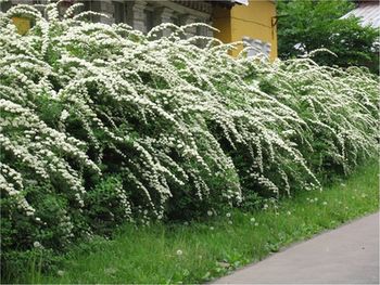 Забор из сирени