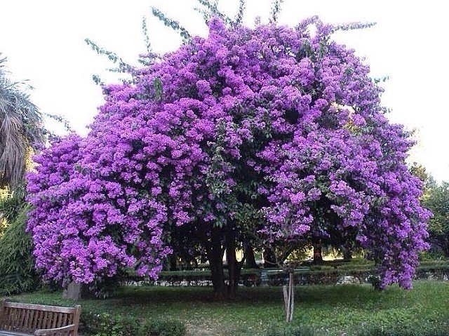 Сирень
