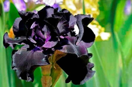 Black Suited ирис фото
