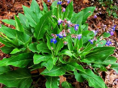 песий язык чернокорень