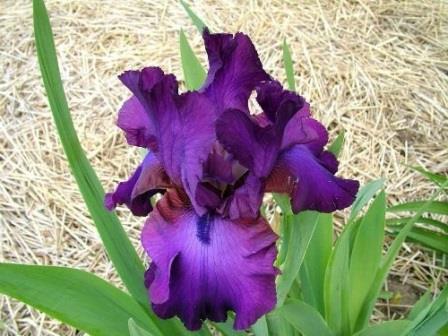Gypsy Romance ирис фото