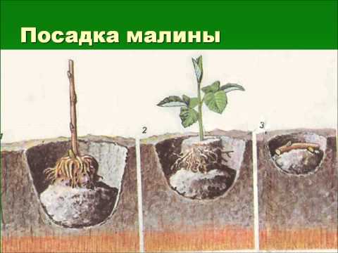 Как вырастить малину на участке
