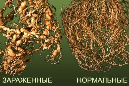 Корневые нематоды - огородные вредители 