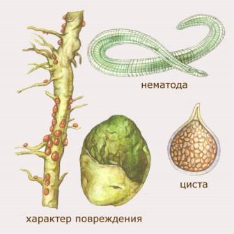 Корневые нематоды - огородные вредители 