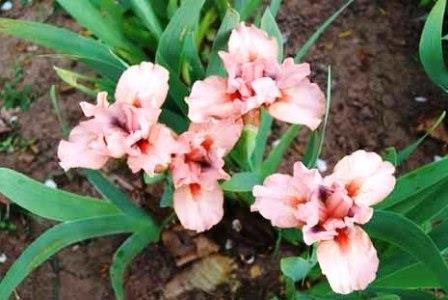 Pussycat Pink ирис фото