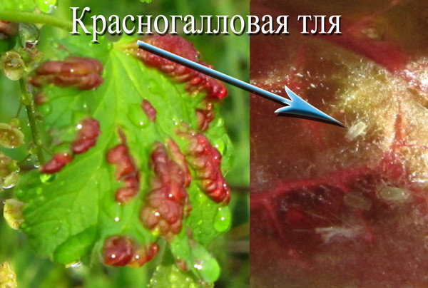Без имени-1
