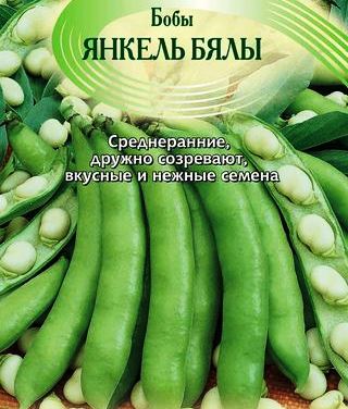 бобы сорт ЯНКЕЛЬ БЯЛЫ фото