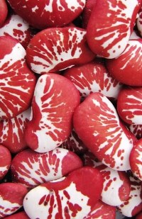 фасоль сорт Индиана фото
