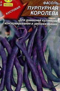 фасоль сорт Пурпурная королева фото