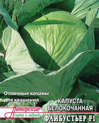 капуста для квашения сорт Флибустьер фото