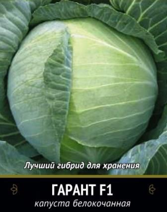 капуста для квашения сорт Гарант фото