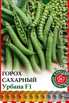 горох сорт Урбана