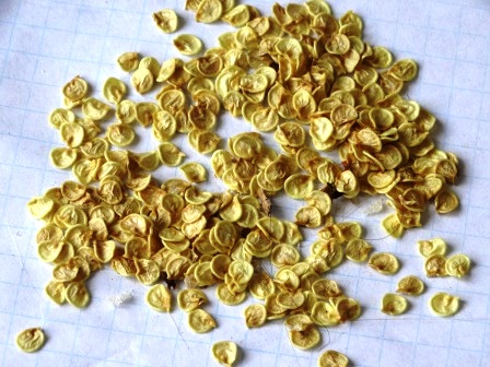 свои семена перца