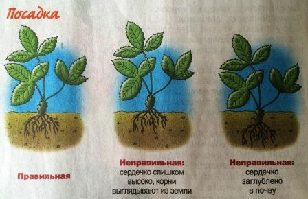 посадка клубники усами